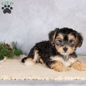 Daisy, Yorkie-Chon Puppy